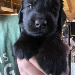 Ballet - Anna Pavlova - Pink - Black female Flat-Coated Retriever puppy in Park Rapids, Minnesota from Catori