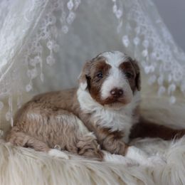 Boy 2 - Red merle male Aussiedoodle puppy in Omro, Wisconsin from Crystal Ridge Doodles