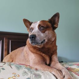 Whiskey - Australian Cattle Dog