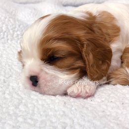 Cavalier King Charles Spaniel Puppies from Ikkes Cavaliers