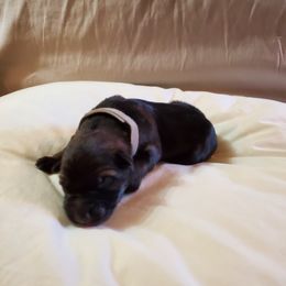 Boy 3 - German Shepherd puppy in Mead, Colorado from North Creek German Shepherds