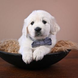 Golden Retriever Puppies from Lovasi Goldens