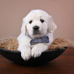 Golden Retriever Puppies from Lovasi Goldens