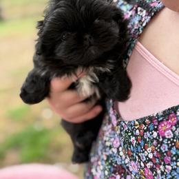 Girl 1 - Black female Pekingese puppy in Clinton, Tennessee from Gracelands Pekingese