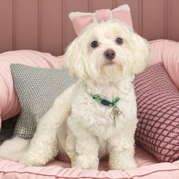 Yuki - Maltese
