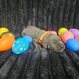 Orange collar - Gray male Cane Corso puppy in Fritch, Texas from Carrie Brown's Cane Corsos