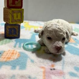 "Chino   (cream male)" Poodle Puppies from Willow Lake Mini Pups