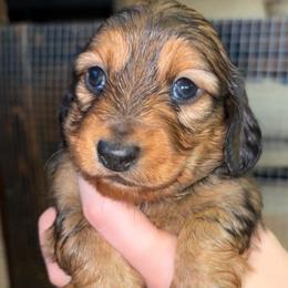 Alena (RUSSIAN LINES) - Red female Dachshund puppy in Goldthwaite, Texas from Mini Mama Dachshunds