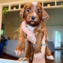 Blueberry - Red  male Goldendoodle puppy in Olympia, Washington from Salt and Sage Doodles