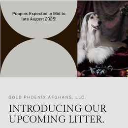 Afghan Hound puppies from Gold Phoenix Afghans