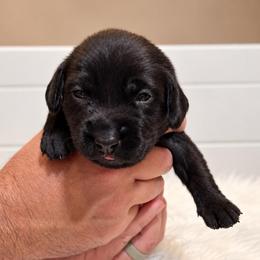 Brown collar female - Black female Labrador Retriever puppy in Imperial, Missouri from Kalkbrenner's Labrador Retrievers