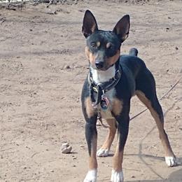 Sky - Black tan and white male Rat Terrier puppy in Harbison Canyon, California from Manumit Rat Terriers