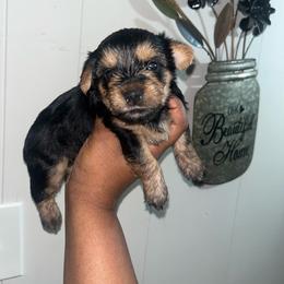 Simba - Black and tan male Yorkipoo puppy in Gastonia, North Carolina from Banks Dynasty Kennel