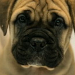 Bullmastiffs from Guardian Angel Bullmastiff