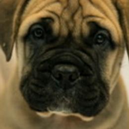 Bullmastiffs from Guardian Angel Bullmastiff