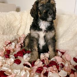 Schnoodle Puppies from Bentley's Beloved Paws