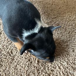 Lincoln - Black white and tan male Rat Terrier puppy in Canandaguia, New York from Mary ann Whipple's Old Dominion Terriers