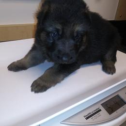German Shepherd Puppies from Storybook Kennels