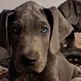 Great Danes from Divine Blue Angels Great Danes