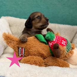 Pistachio - Wild boar female Dachshund puppy in St Johns, Arizona from Glamorous Doxies