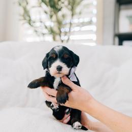 Croissant - Tri-color female Bernedoodle puppy in Murray, Utah from Sun Valley Doodles