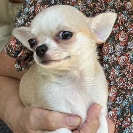 Lolita - Fawn and white female Chihuahua puppy in Allentown, Pennsylvania from Tsunami Cockers & Chihuahuas