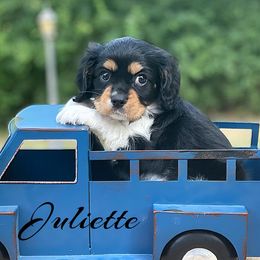 Cavalier King Charles Spaniels, Cavapoos, Cockapoos, and Cocker Spaniels from Enchanted Spaniels