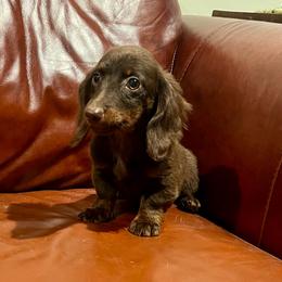 Maple - Chocolate and tan female Dachshund puppy in Litchfield, Michigan from High Country Kennels
