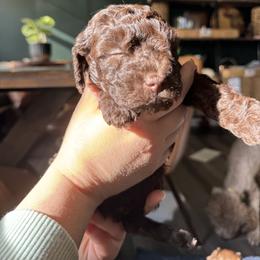 Poodle Puppies from Noelle Poodles