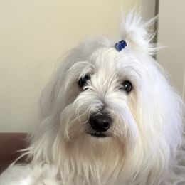 Cushion - Coton de Tulear