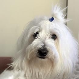 Cushion - Coton de Tulear