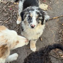 Dawn - Blue merle female Australian Shepherd puppy in Four Oaks, North Carolina from RoseWest Farms