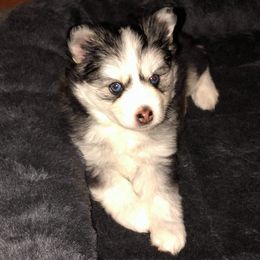 Pomskies from OhioPomsky
