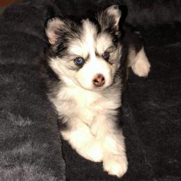 Pomskies from OhioPomsky