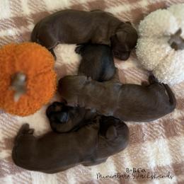Dachshund Puppies from B+B Co Miniature Dachshunds