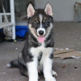 Siberian Husky Puppies from SoFlo Siberians