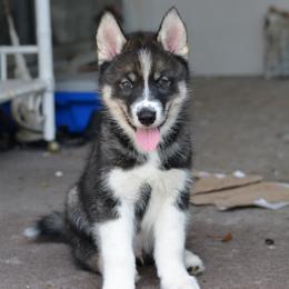 Siberian Husky Puppies from SoFlo Siberians