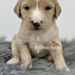 Honey - Apricot female Goldendoodle puppy in Milford, Indiana from Railway Acres Kennel