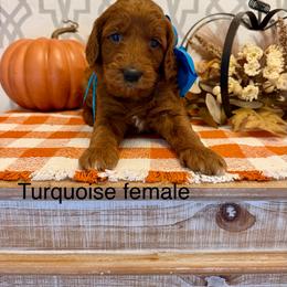 Turquoise female - Red  female Goldendoodle puppy in Haughton, Louisiana from Bailey’s Cajun Canines