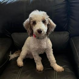Dozer - Parti male Poodle puppy in Casa Grande, Arizona from Arizona's Once Upon A Boston and Poodle ❤️