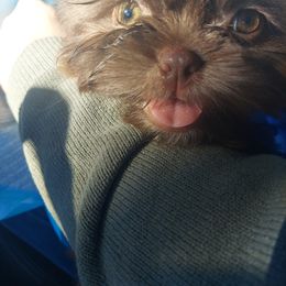 Shih Tzu Puppies from N.F.S.T Imperial ShihTzu Puppies.