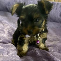 Sissy - Black and gold female Yorkshire Terrier puppy in Phoenix, Arizona from Coursey’s Yorkies