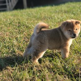 Quila - Red Shiba Inu puppy in Ohio from Anteiku Shiba Inu