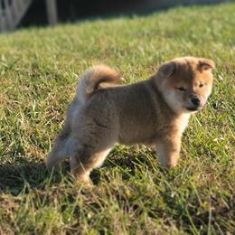 Quila - Red Shiba Inu puppy in Ohio from Anteiku Shiba Inu
