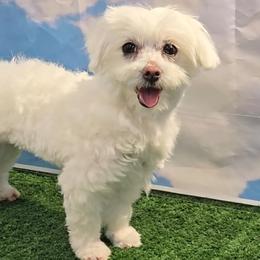 Freya - Maltese