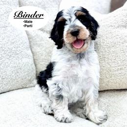 Binder - Black and white male Bernedoodle puppy in Jackson, Mississippi from T.M. Poodles & Doodles