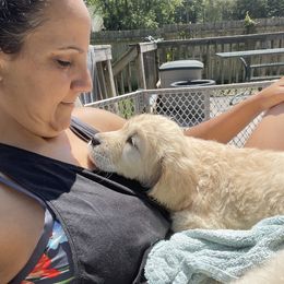 Golden Retriever Puppies from Ruff Life Goldens