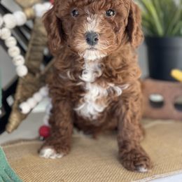 Bernedoodle, Goldendoodle, and Poodle Puppies from Bells Poodles n Doodles