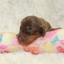 Boy 1 - Dachshund puppy from Murry’s minis