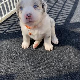 Australian Shepherd Puppies from Kent island Aussies